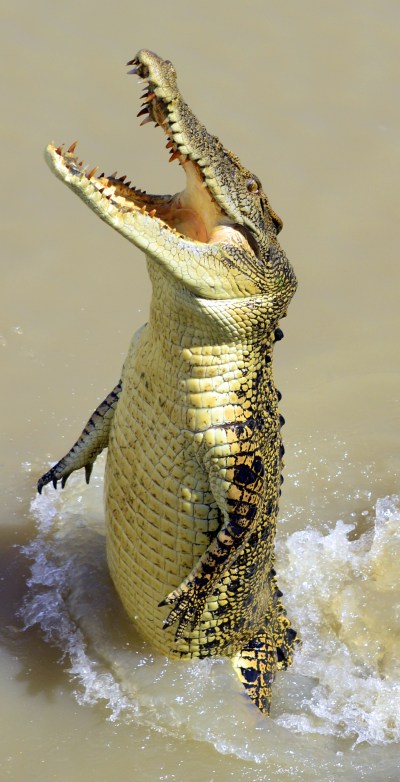 Mary River croc