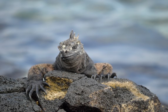 Marine iguana, Galapagos