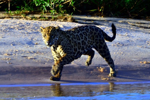 Jaguar in the Pantanal